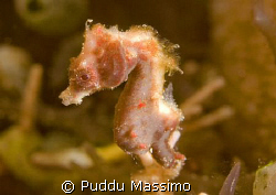 nikon d2x 60mm macro by Puddu Massimo 